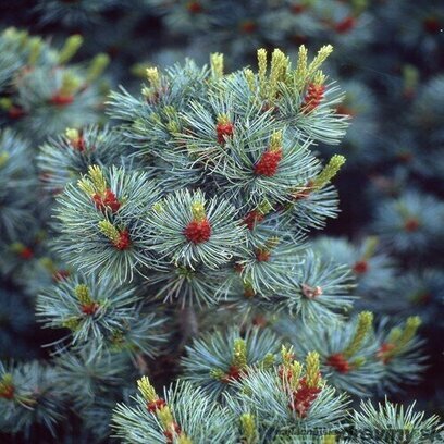Borovice malokvetá Glauca 40/50 cm, v květináči Pinus parviflora Glauca